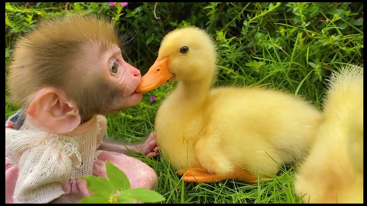 Baby monkey Bon Bon eats watermelon and bathes in bathtub funny animal video