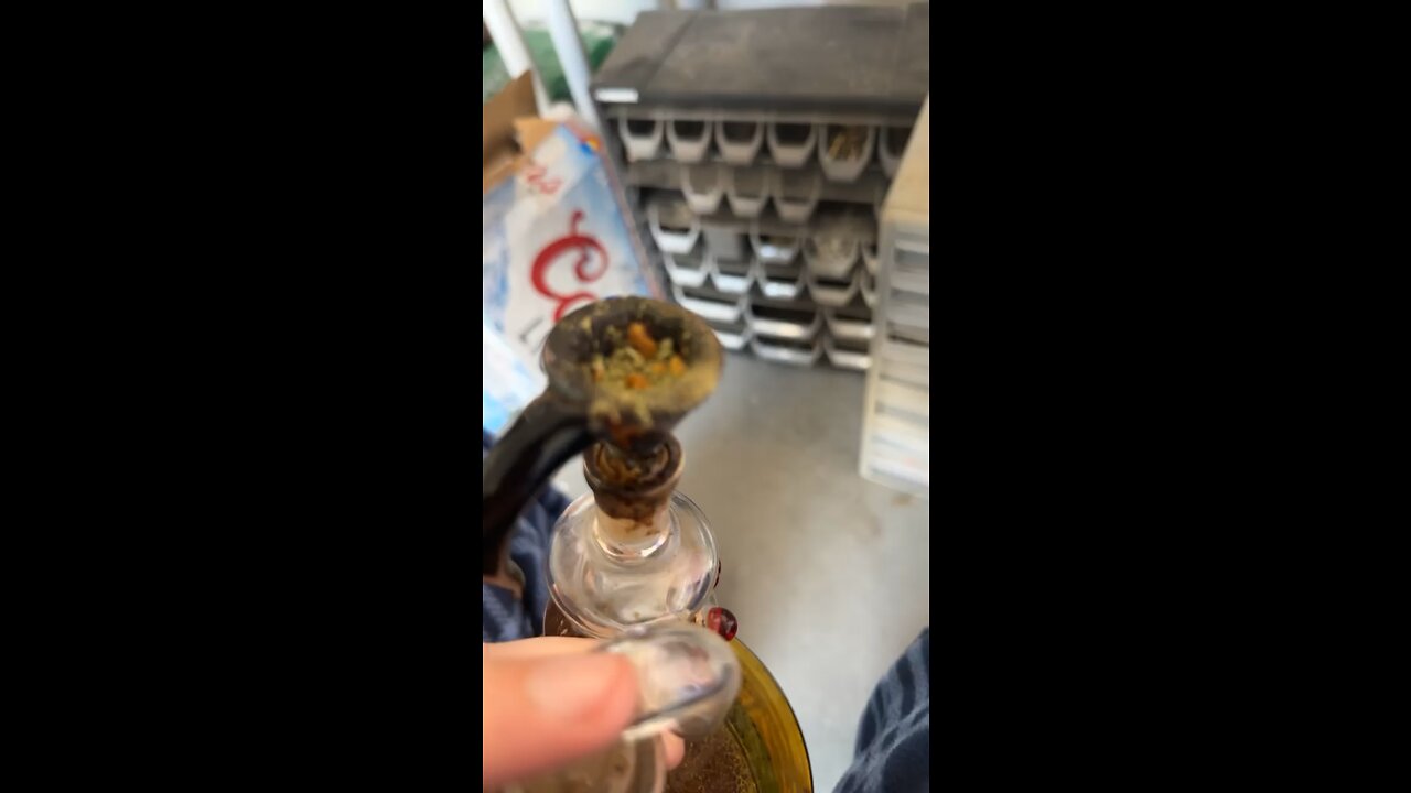 Day 27 pt2 I mean this band named itself before this city went to shit lol