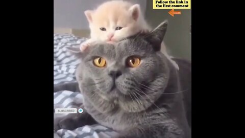 cute cat videos 😹 funny videos 😂 672 😻 #shorts #shortsfunny #cutecat #catvideos #catsfood #catscare