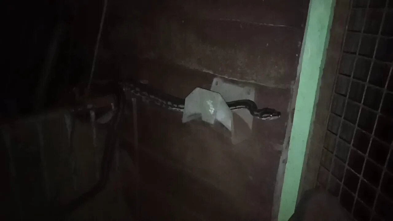 Python going into the shed, after dark 25th December 2020