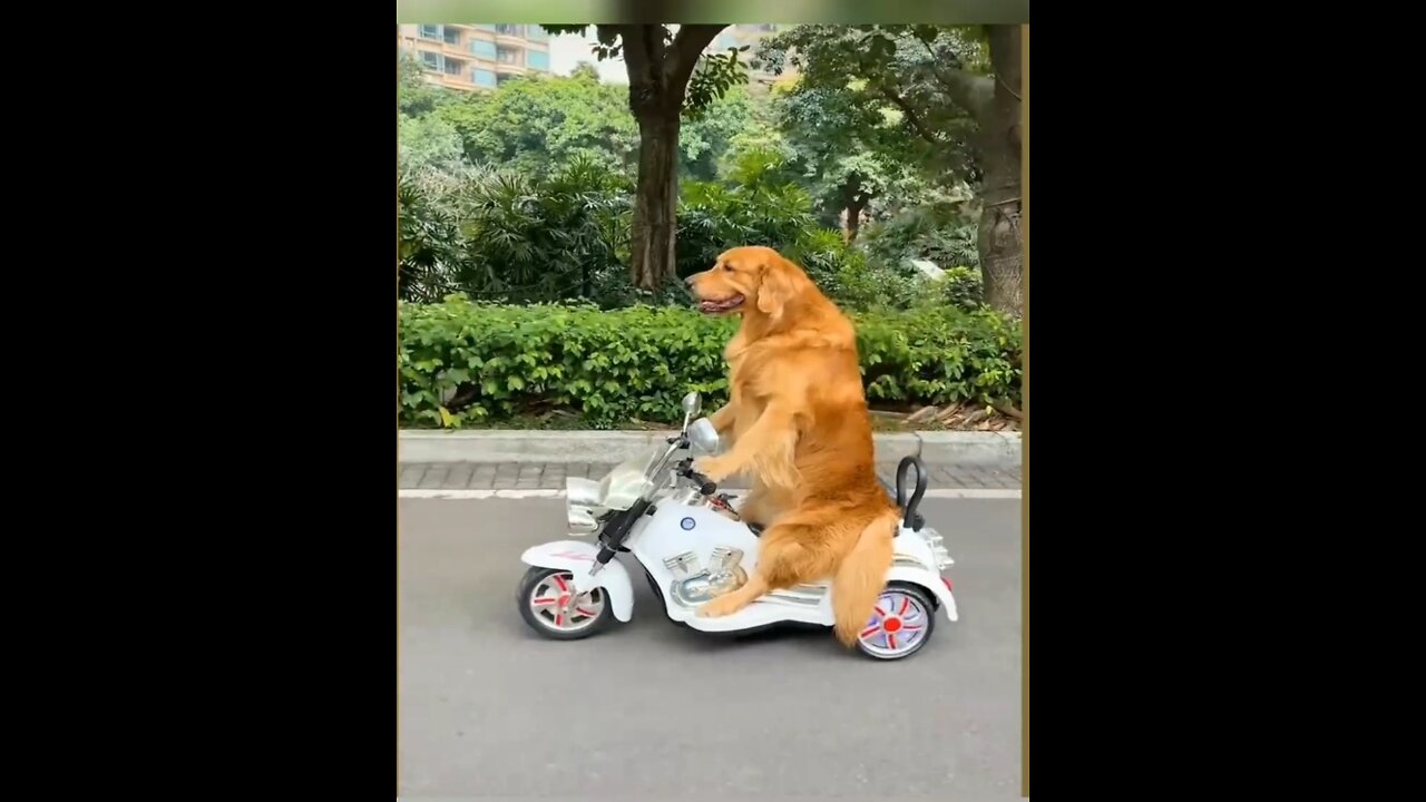 Funny dog short vediou with small boy