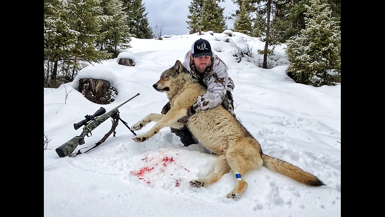 Public Land Wolf Hunting 11