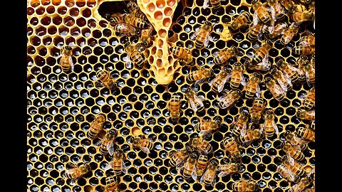 The sound of the Bee 🐝🐝🐝 صوت النحله