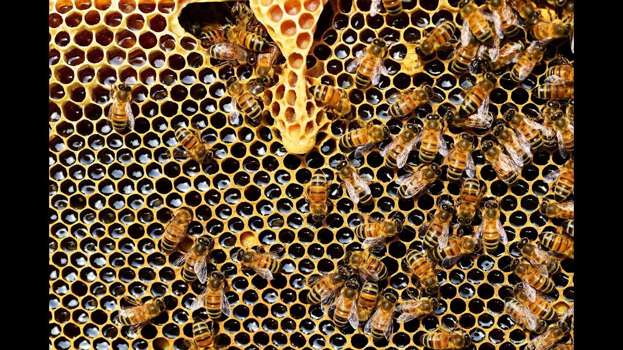 The sound of the Bee 🐝🐝🐝 صوت النحله