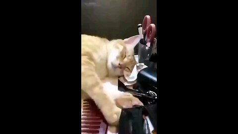 cuty cat