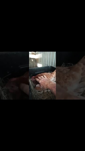 Good afternoon Forest. She hatched a chick