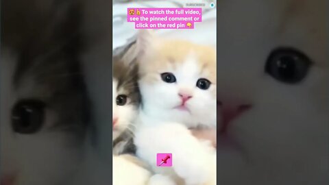 cute cat videos 😹funny videos 😂1425😻#shorts #catvideos #funnycatsvideos #cat #funny_cat #cutecat