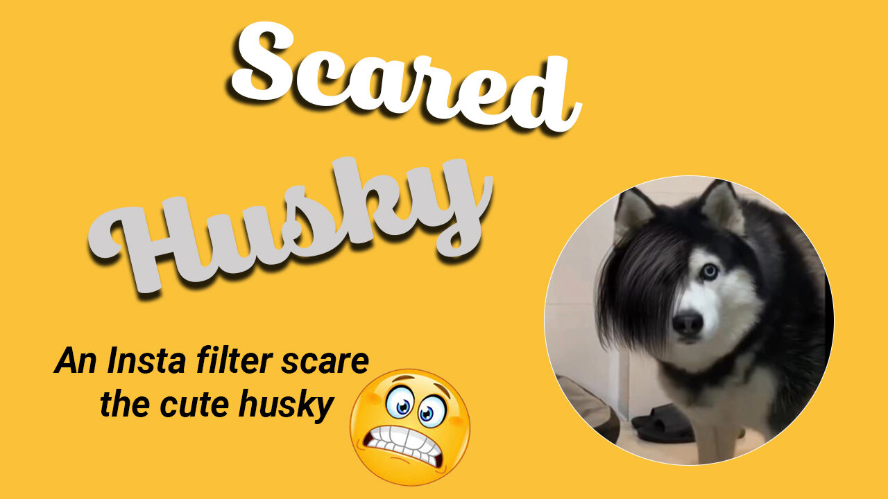 The Shocking Impact of Instagram Filters on Pets: A Husky's Story,Husky's Facial Scarring