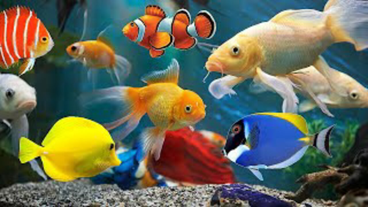 Dream Aquarium Fish and Aquarium Sound