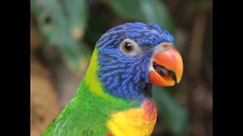 Lovely blue parrot look around