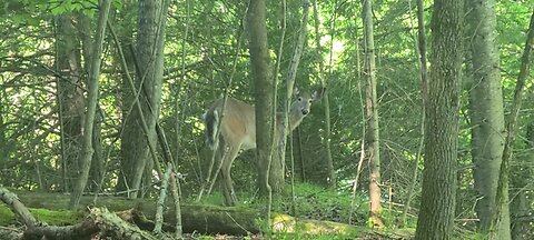 Deer doesn't like me in her territory
