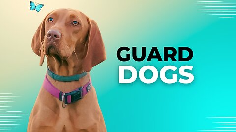 DOGS BARKING!! Angry Dogs | Real Guard Dogs | Defending You! Free Download MP3