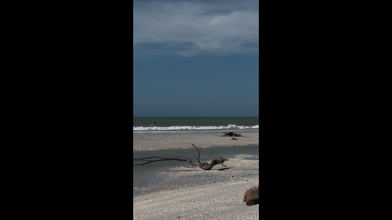 Dolphin Jumps For Veterans 🇺🇸 | 4K