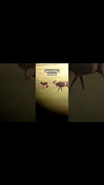 look at all those little ones! #elk #elkhunting #wildlife #babies #calf #newlife #shortsvideo #hunt