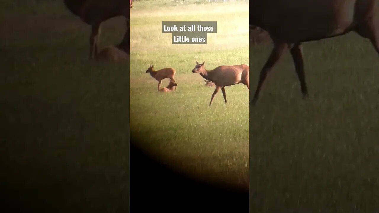 look at all those little ones! #elk #elkhunting #wildlife #babies #calf #newlife #shortsvideo #hunt