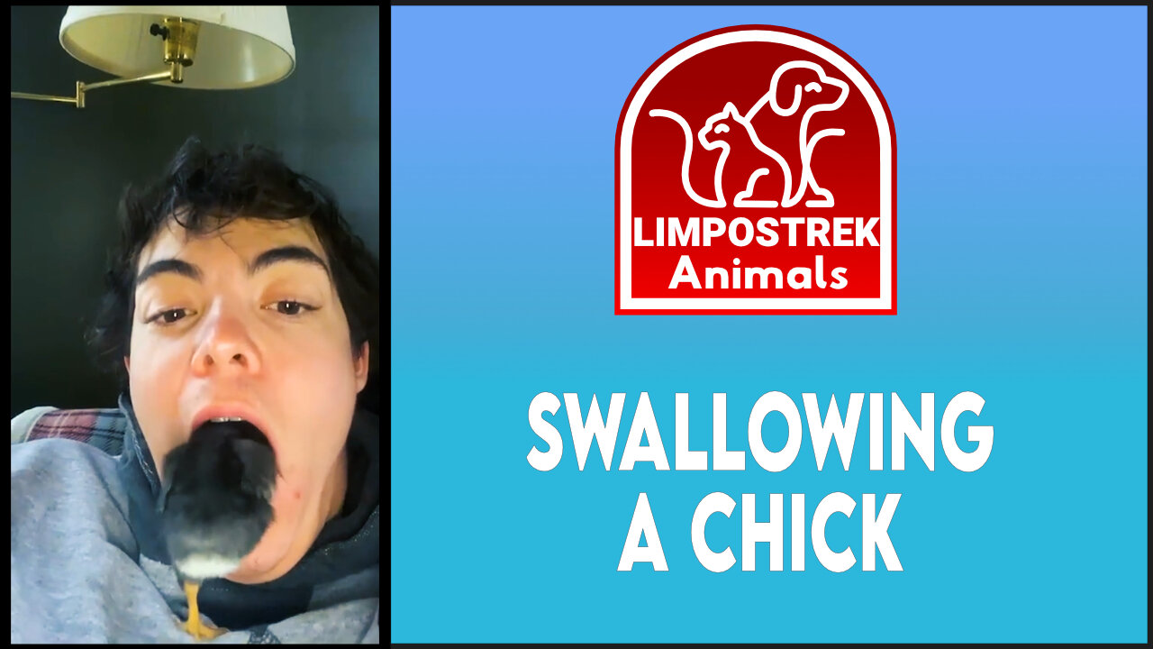 Swallowing a chick