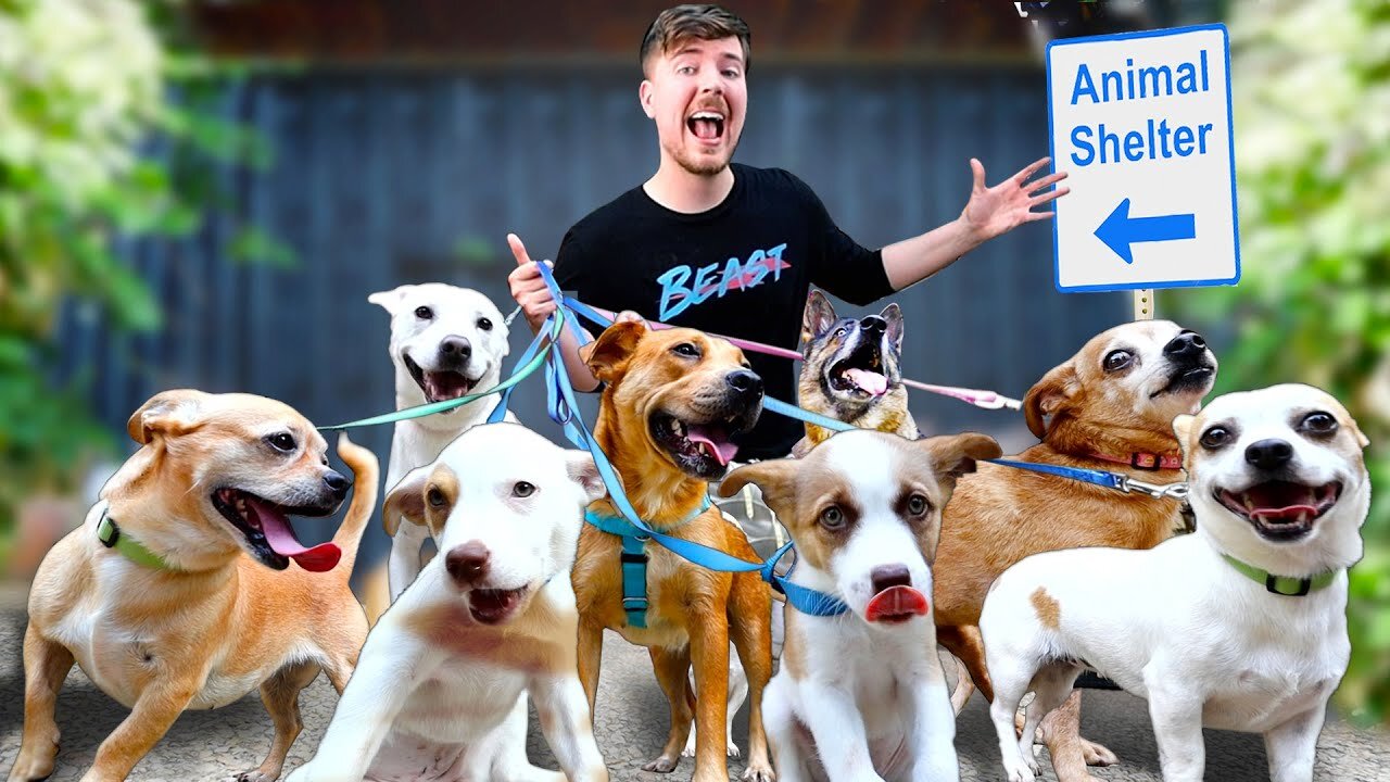 I Adopted EVERY Dog In A Dog Shelter