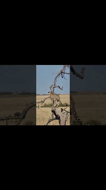 Wildlife Sightings Today 28/08/22 (Lions, Leopard, etc) | Lalashe Maasai Mara | #shorts