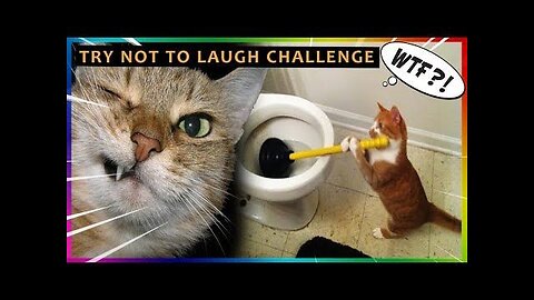 Funny Animal Videos 2023 | Cute Cat | @Funny Fellows