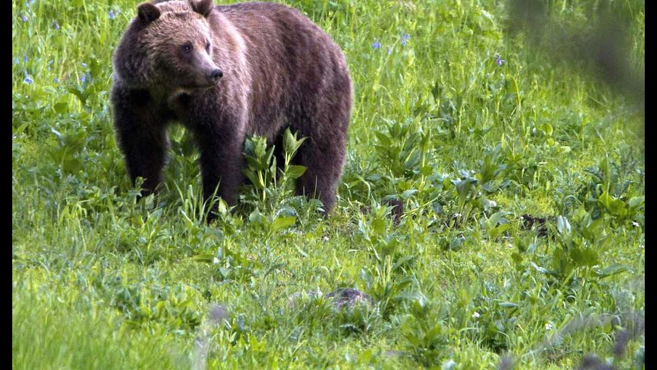 Republicans Pounce on Biden Admin Plans to Release Grizzlies in Rural Washington