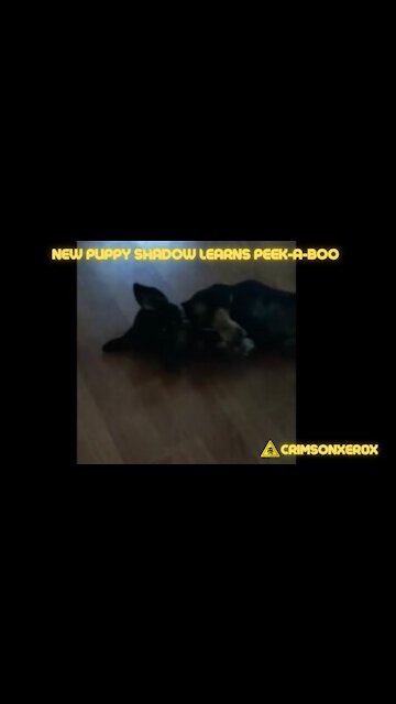 New Puppy Shadow Learns Peek-A-Boo
