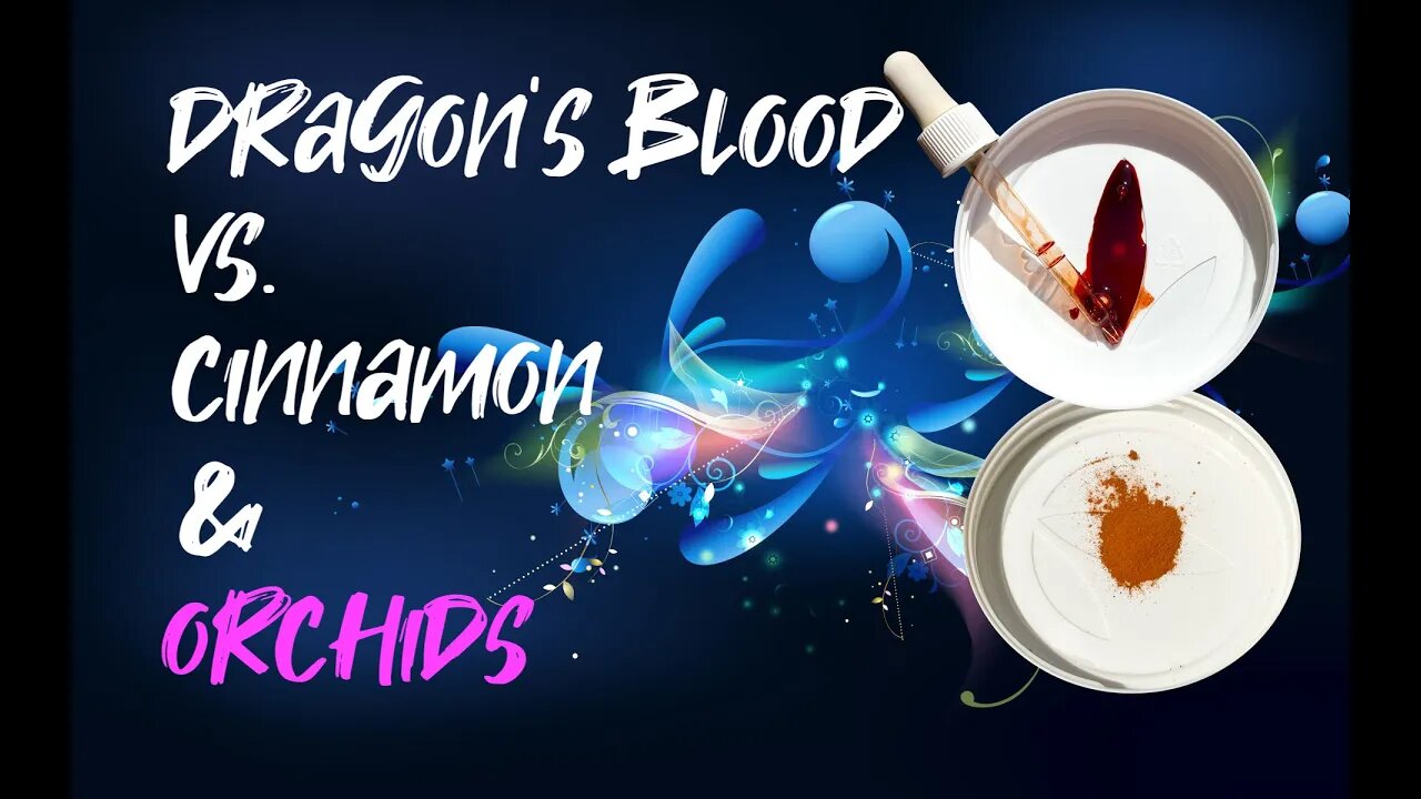 DRAGON'S BLOOD vs. CINNAMON | Why? Which is Best? For which situation? | Orchid Care For Beginners