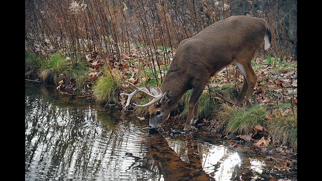 Deer Seeking Water During Drought