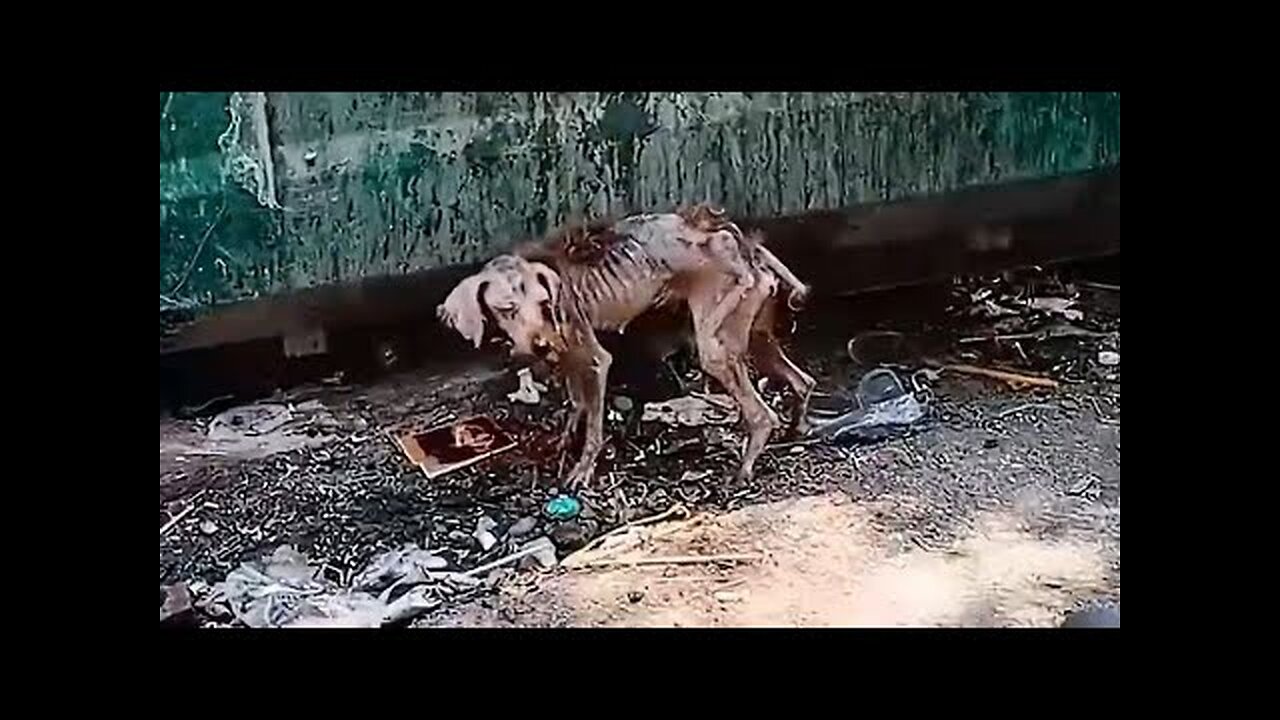 A scrawny stray dog, Found by rescuers, Amazing Transformation