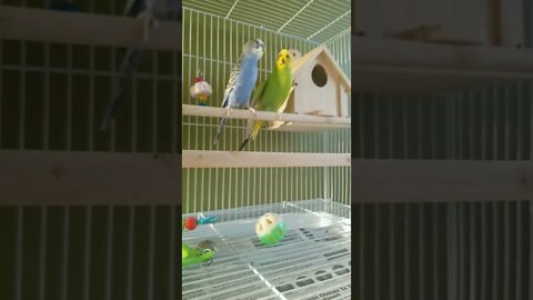Budgies Pour Some Sugar On Me 😂 #youtubeshorts #shorts #funny #animallover #budgies