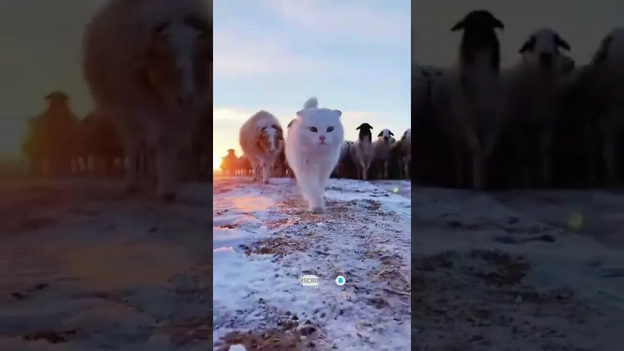 funny cat videos | cute cat videos| cute animals funny cats #shorts #shortsfunny #cutecat #funnycat