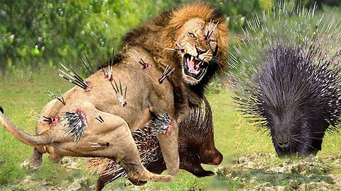 OMG! Lion Hunting Porcupine - Lion Painful When Porcupine Feather Pens Stabbed Deep into Lion's