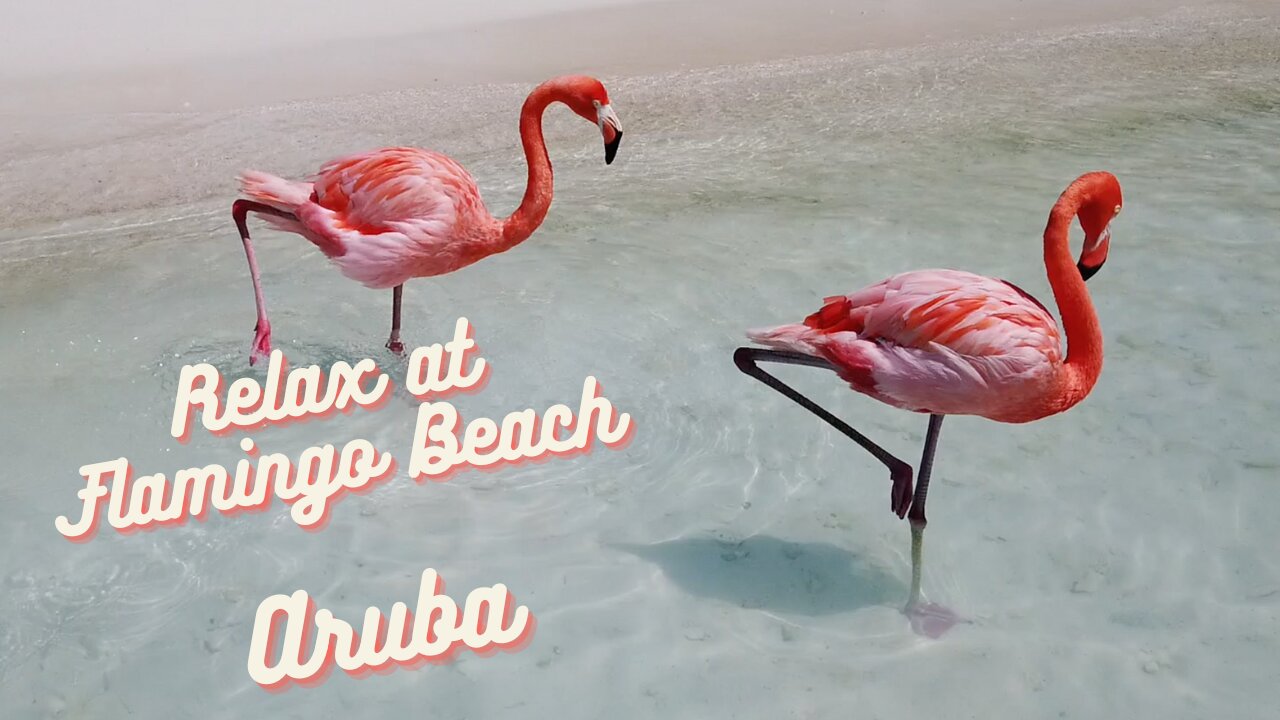 Flamingos at Renaissance Beach Aruba