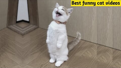 Funniest Animals 😂 Funny Dogs and Cats Videos 2023 😺🐶 Part 3