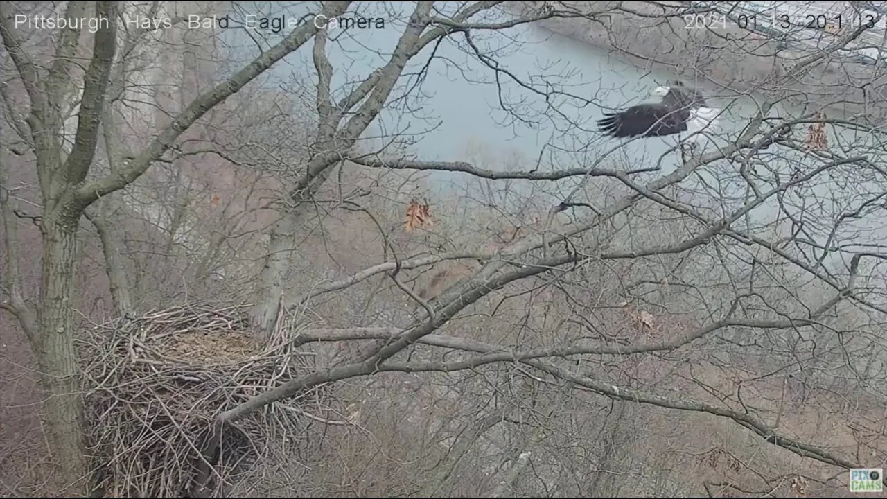Hays Eagles Dad chases brazen squirrel 2021 01 15 819AM