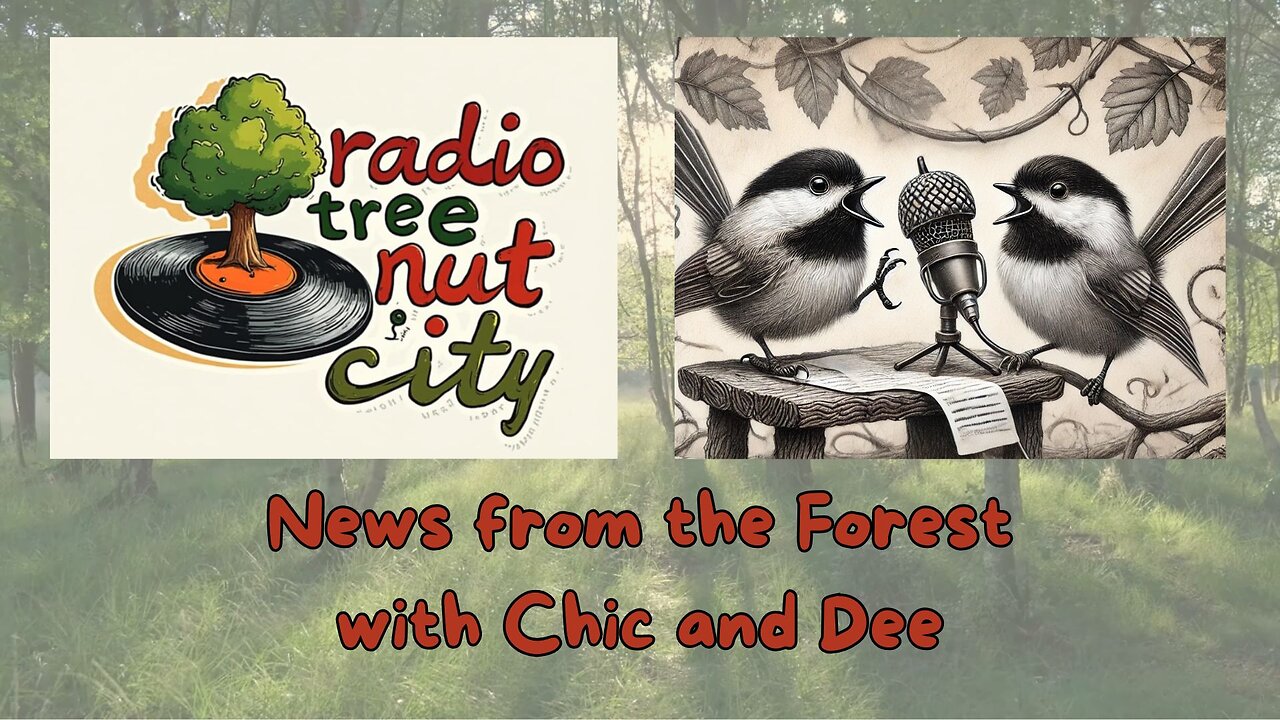 Radio Tree Nut City - Forest News Update for 11/25/2024