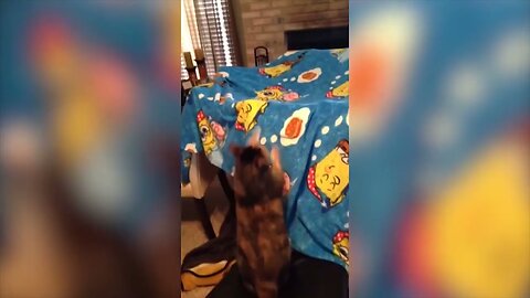 Funniest Cat Videos Compilation in 2 Minute