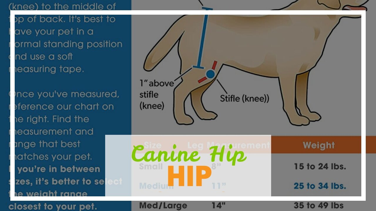 Canine Hip Dysplasia