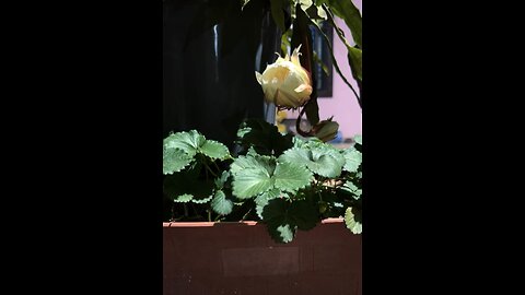 BrahmaKamal (Sacred Saussurea )