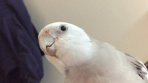 DUDOO THE COCKATIEL