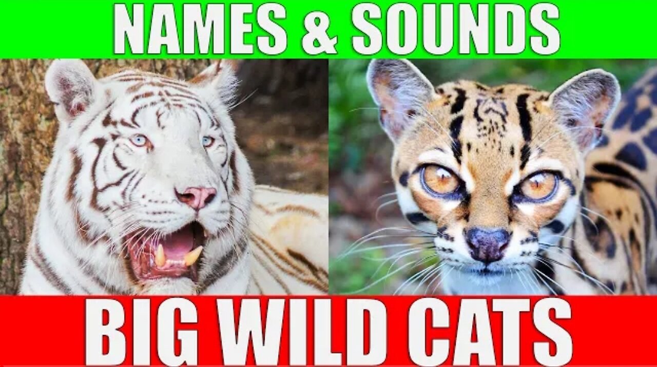 Big wild cats names and sounds for kids to learn