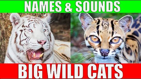 Big wild cats names and sounds for kids to learn