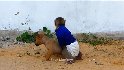 Brave baby Monkey vs dog 🐕 Funny videos monkey playing with dog
