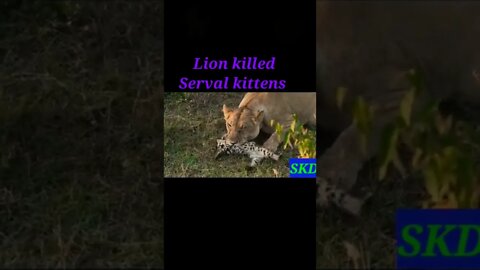 Lion killed serval kitten 😺#shorts #youtubeshorts #shortvideo