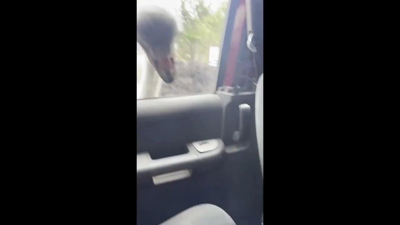 Ostrich