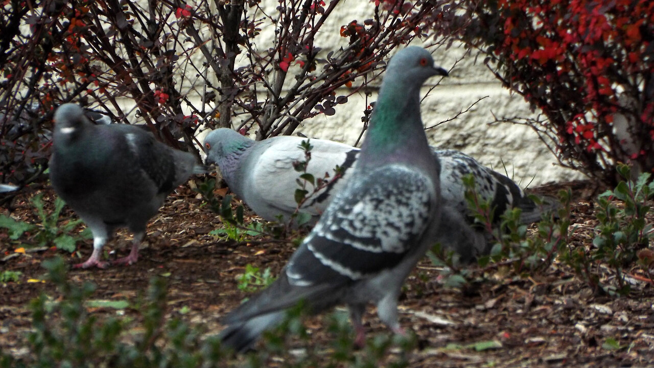 Rock Pigeons