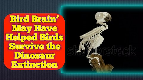 Birds' Exceptional Brains May Have Paved the Way for Survival Beyond the Dinosaur Extinction