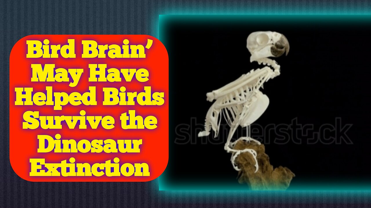 Birds' Exceptional Brains May Have Paved the Way for Survival Beyond the Dinosaur Extinction