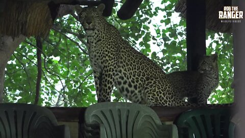 Scotia Female Leopard And Cub Part 8