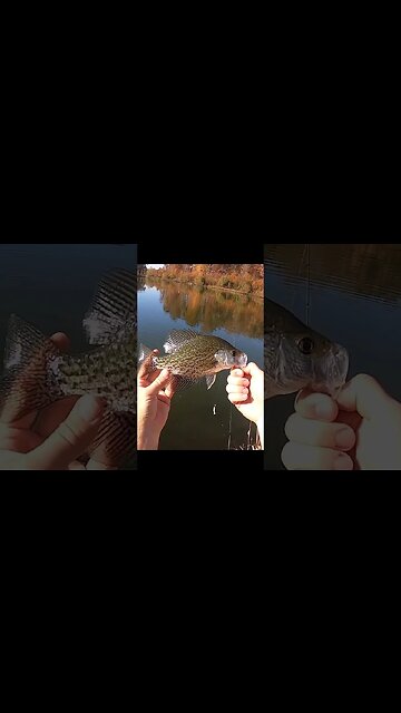 crappie EXPLOSION on this tiny pond!