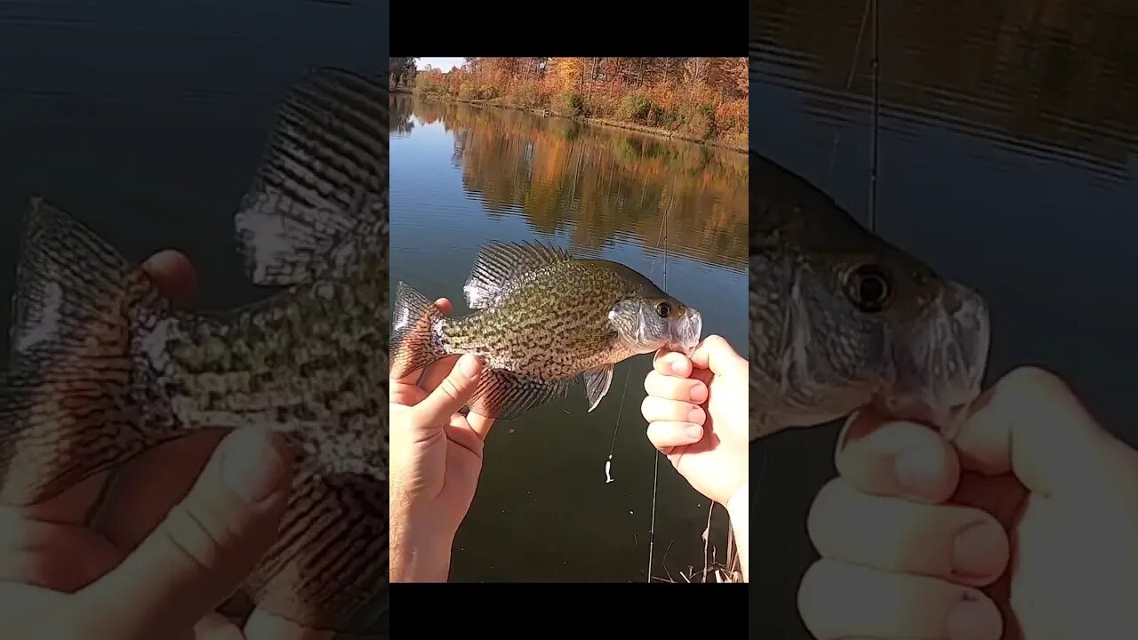 crappie EXPLOSION on this tiny pond!